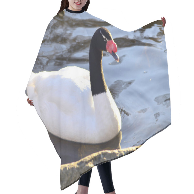 Personality  Black Necked Swan Hair Cutting Cape