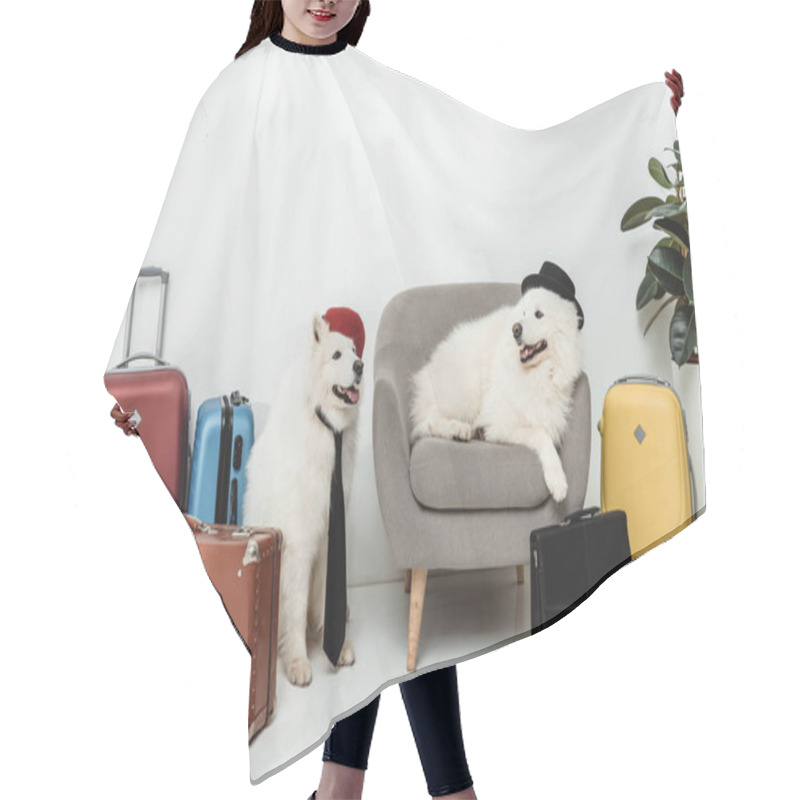 Personality  Samoyed Dogs With Suitcases  Hair Cutting Cape