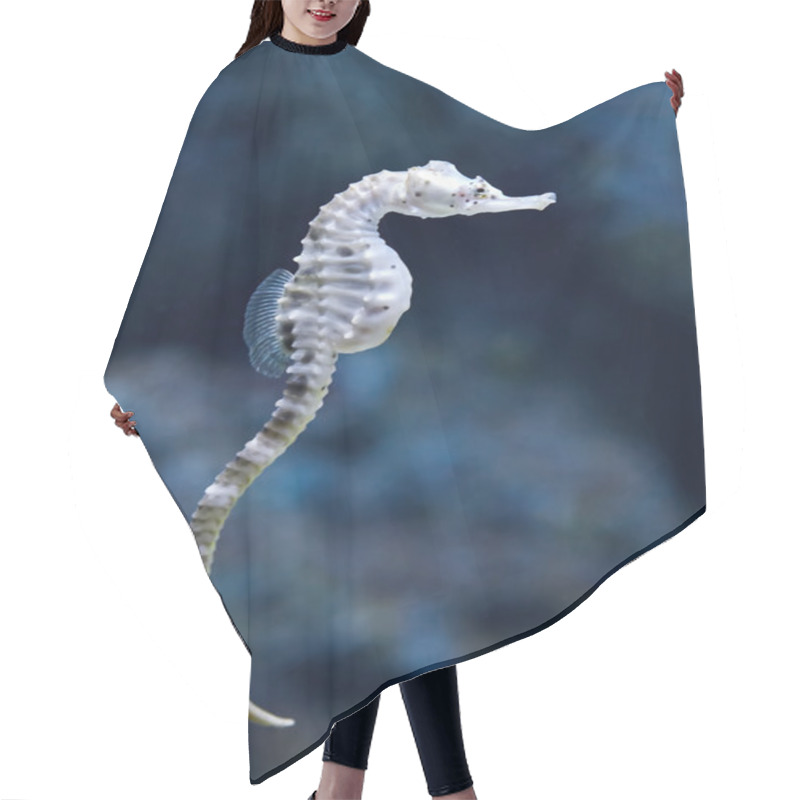 Personality  Big-belly Seahorse (Hippocampus Abdominalis) Hair Cutting Cape