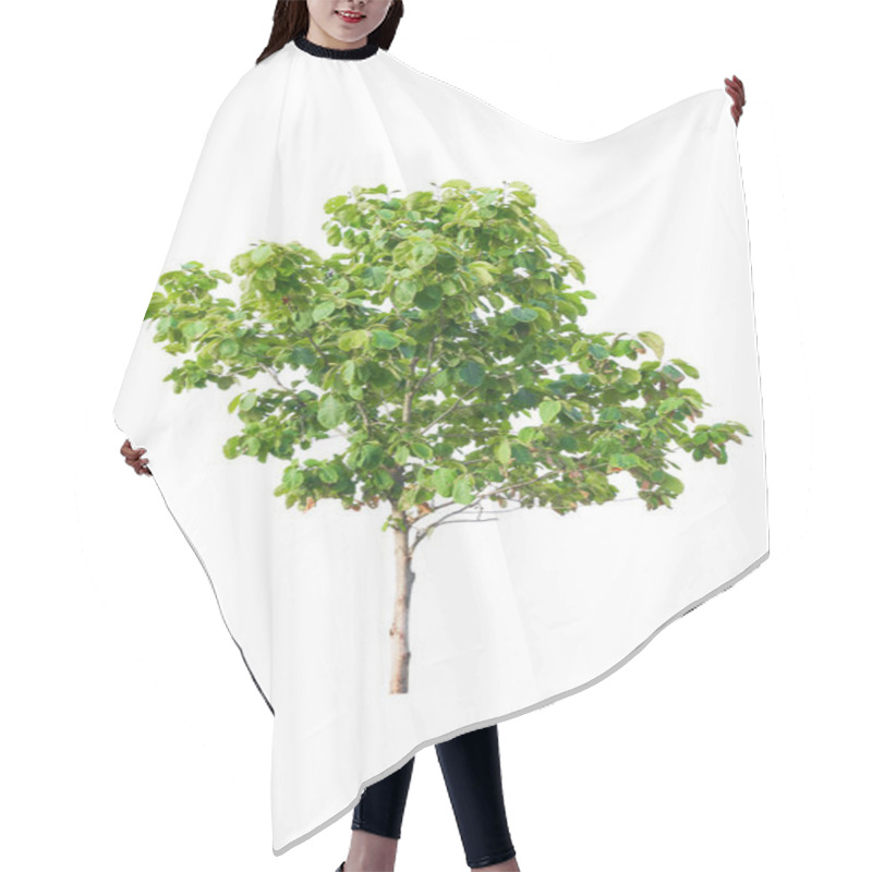 Personality  Tree Teak And Leaf Beautiful Isolated On White Background Hair Cutting Cape