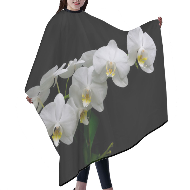 Personality  Blooming White Orchids On A Black Background Closeup Hair Cutting Cape