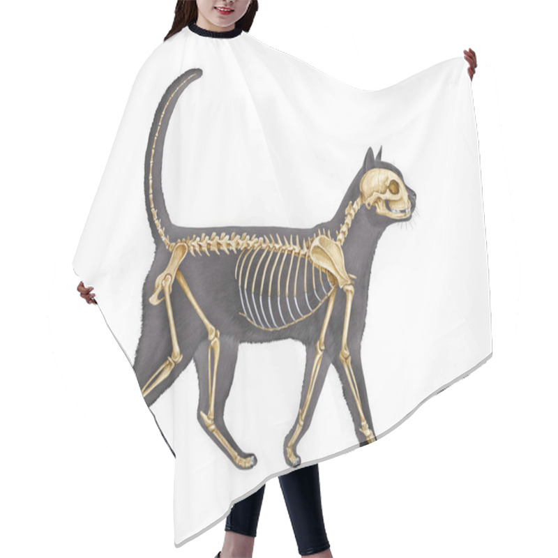 Personality  Anatomy Of A Cat With Detailed Bones Science Image On White Background. Realistic Detailed Illustration. Cat Skeleton With Body Silhouette. Feline Inner Anatomy Structure For Study.  Hair Cutting Cape