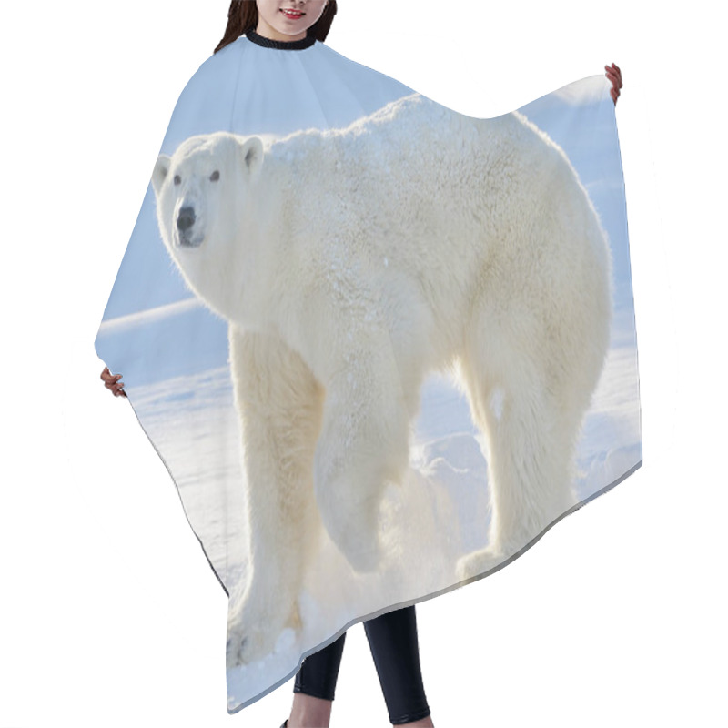 Personality  Polar Bear (Ursus Maritimus) Mother Standing At Freshly Opened Den, With Backlight, Wapusk National Park, Canada. Hair Cutting Cape