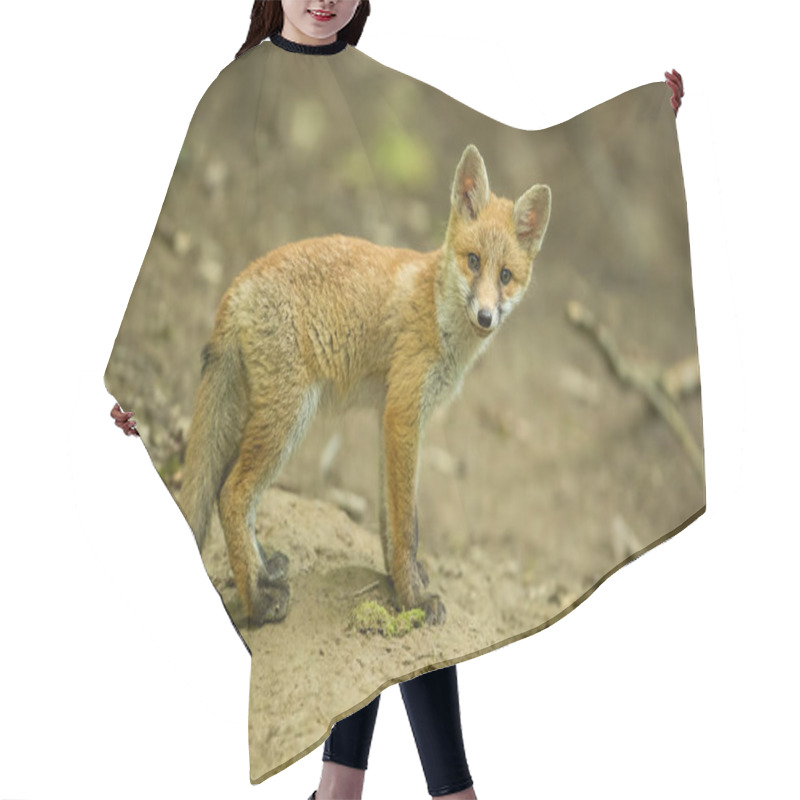 Personality  Red Fox, Vulpes Vulpes, Cub In The Forest Near The Burrow. Hair Cutting Cape