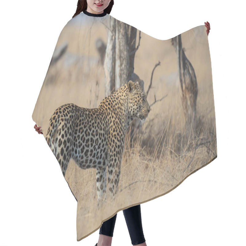 Personality  Leopard Male Following A Female In Sabi Sands Game Reserve In The Greater Kruger Region In South Africa Hair Cutting Cape