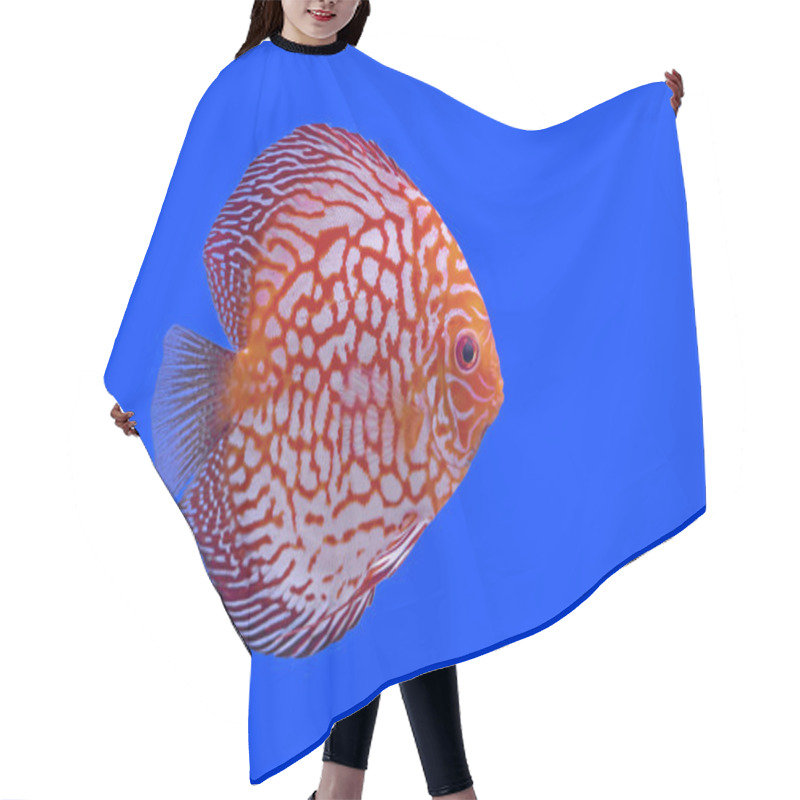 Personality  Pompadour Or Symphysodon Fish Hair Cutting Cape