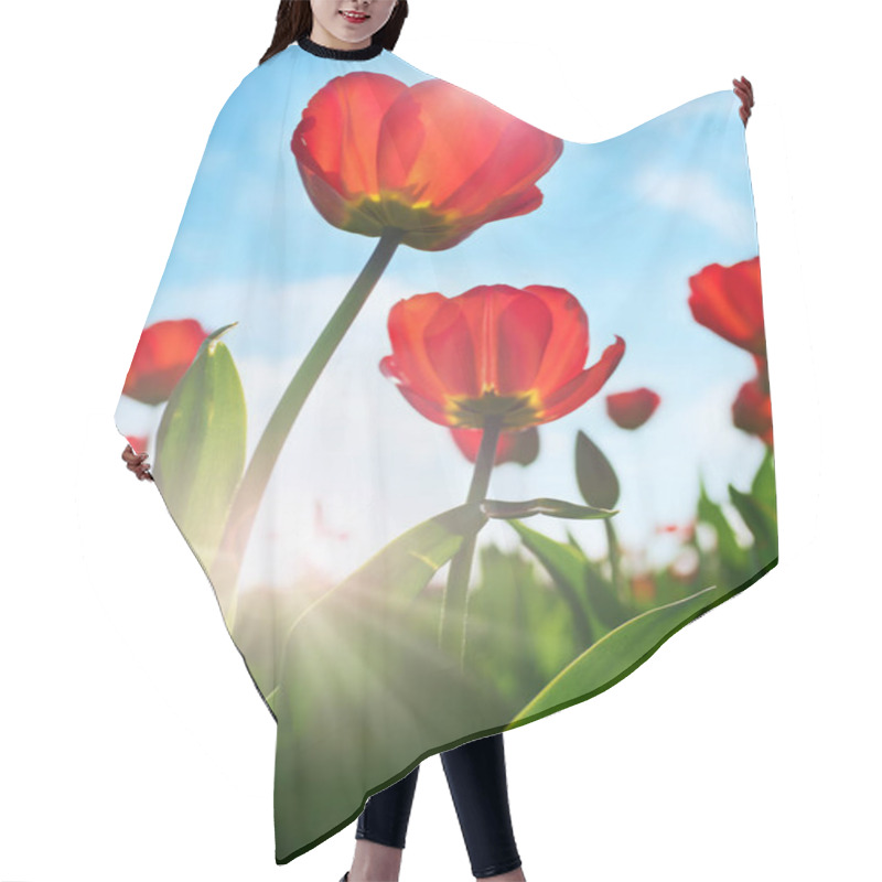 Personality  Tulip, Blooming Flowers In Nature, Flora Tulips Hair Cutting Cape