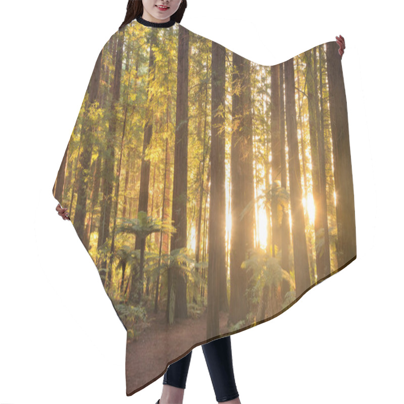 Personality  Sunlight Streams Between The Redwood Trees At Whakarewarewa Forest, Rotorua, New Zealand Hair Cutting Cape