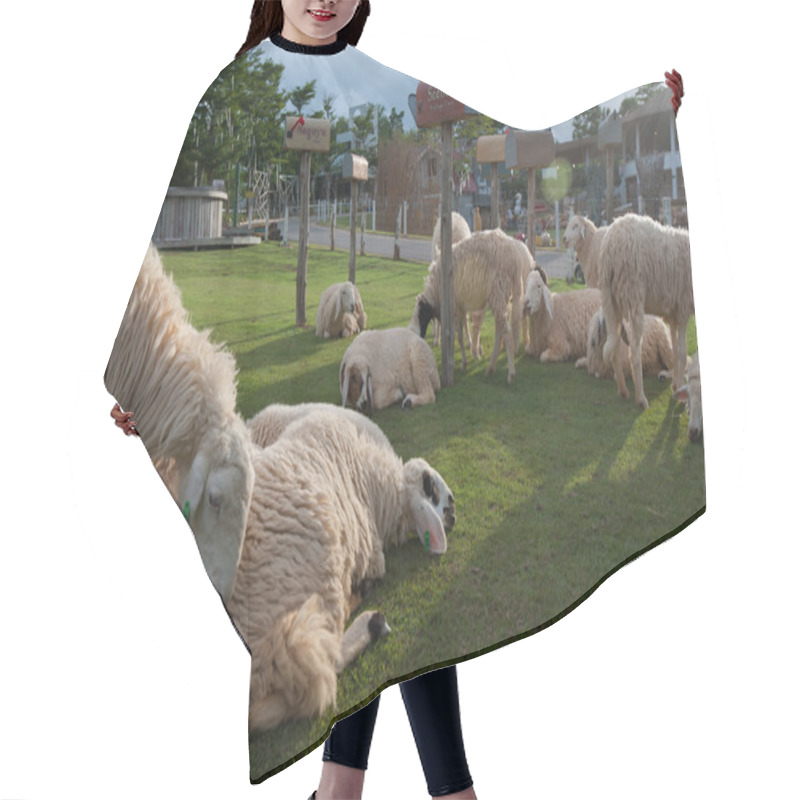 Personality  Sheep Rest On The Grass Field Hair Cutting Cape