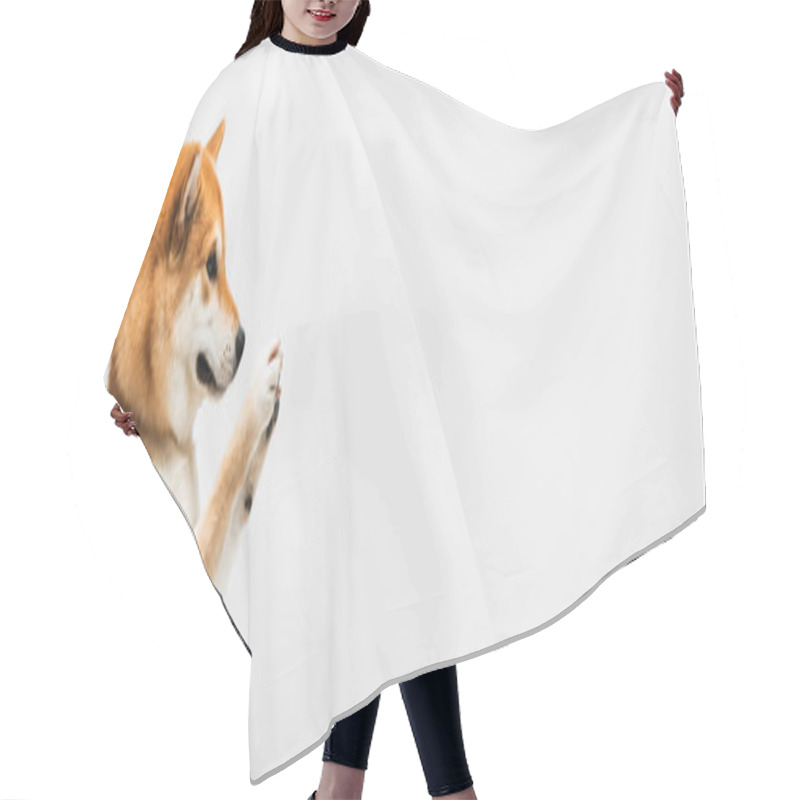 Personality  Funny Shiba Inu Dog Waving Paws Isolated On Light Grey, Banner Hair Cutting Cape