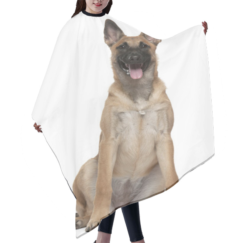 Personality  Belgian Shepherd Puppy, Malinois, 5 Months Old, Sitting In Front Of White Background Hair Cutting Cape