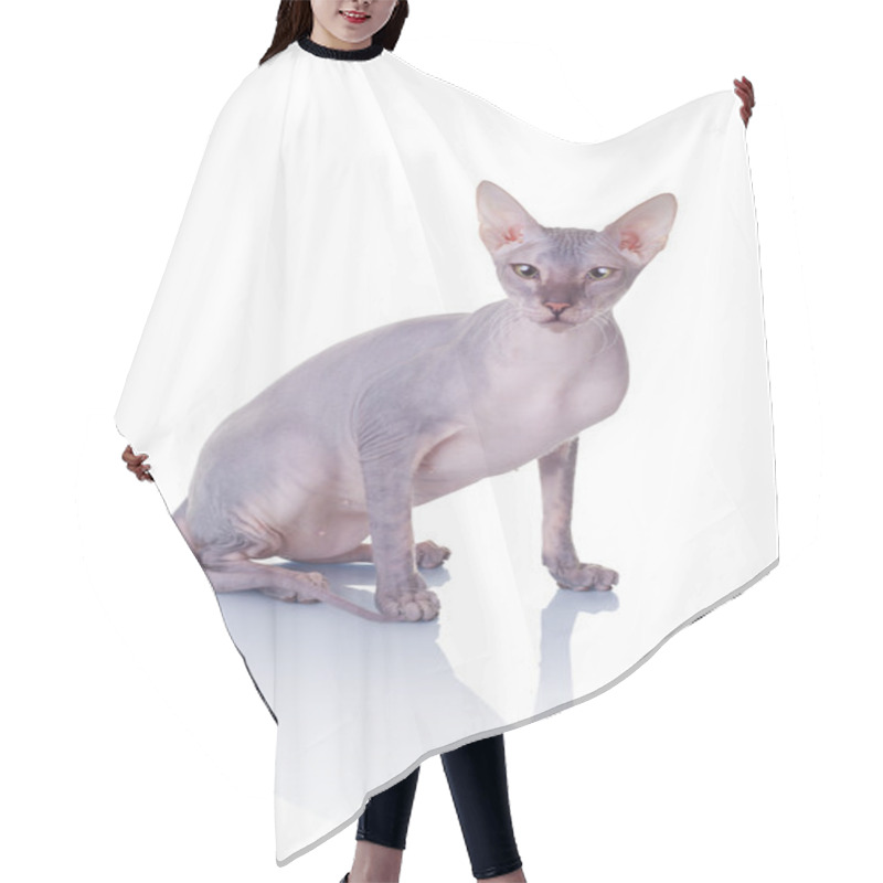 Personality  Cat Of Don Sphynx Breed Hair Cutting Cape