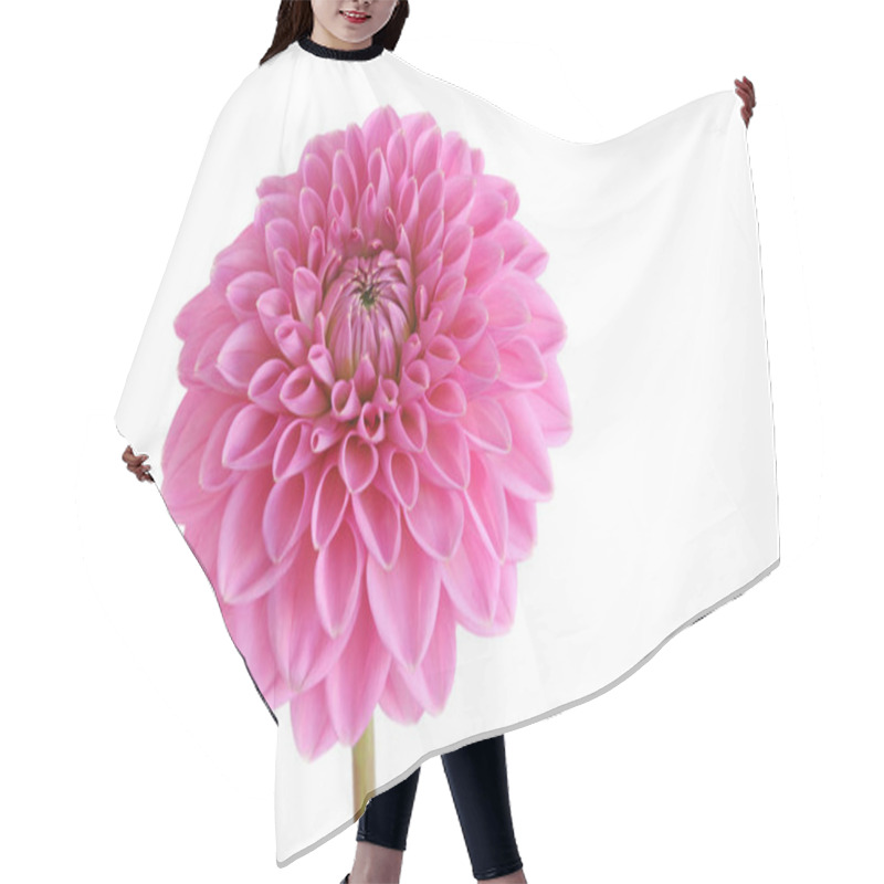 Personality  Close-up View Of Beautiful Blooming Dahlia Hair Cutting Cape