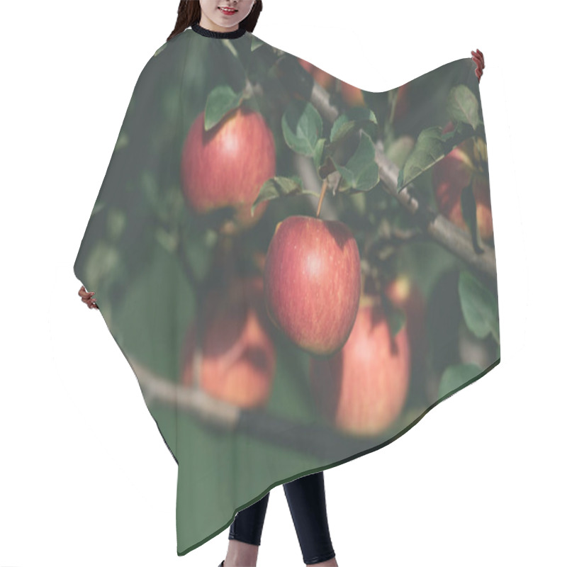 Personality  Appetizing Ripe Red Apples On Tree Branches In Garden Hair Cutting Cape