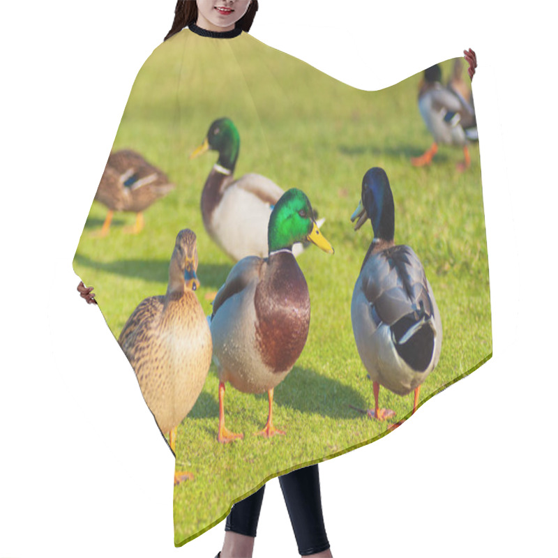 Personality  Wild Ducks Mallard Anas Platyrhynchos Standing On The Shore, Female Wild Duck Outside Summer. Hair Cutting Cape