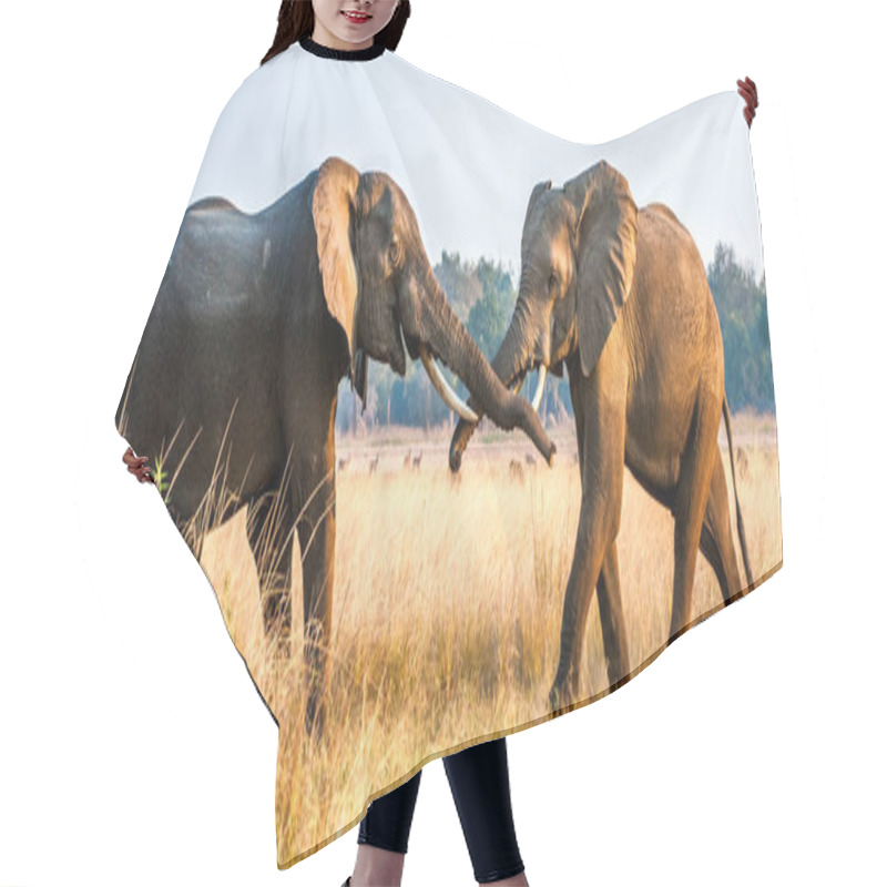 Personality  Fighting African Elephants Hair Cutting Cape