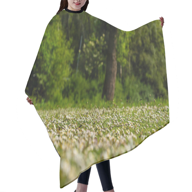 Personality  Field Of Daisies In A Sunlit Forest Meadow Hair Cutting Cape