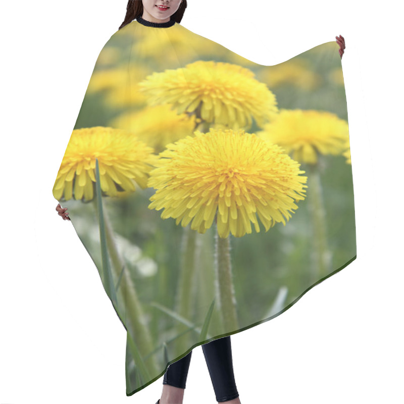 Personality  Dandelions Hair Cutting Cape