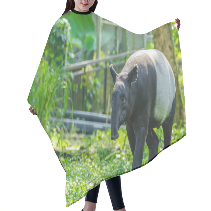 Personality  Malayan Tapir (Tapirus Indicus) Also Known As Asian Tapir. Hair Cutting Cape