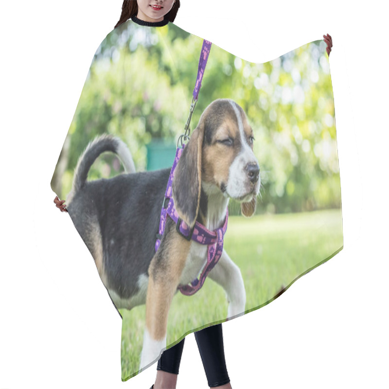 Personality  Happy Beagle Dog On A Natural Green Background Of Tropical Bali Island, Indonesia. Hair Cutting Cape