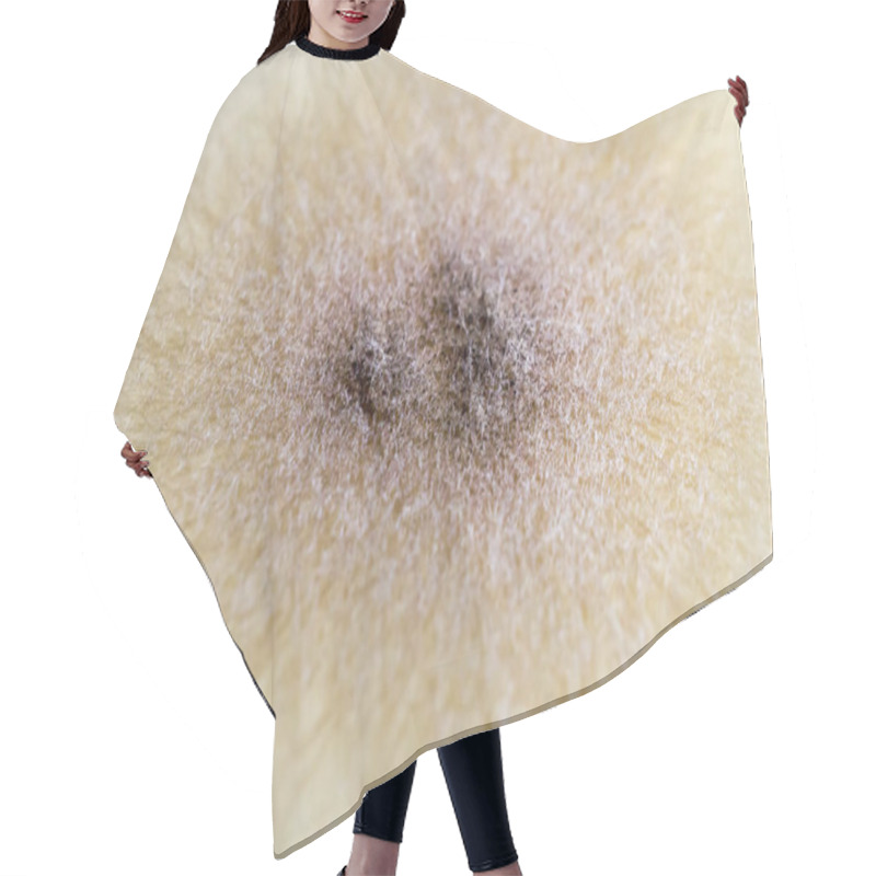 Personality  Colony Of Aspergillus Fungus Hair Cutting Cape