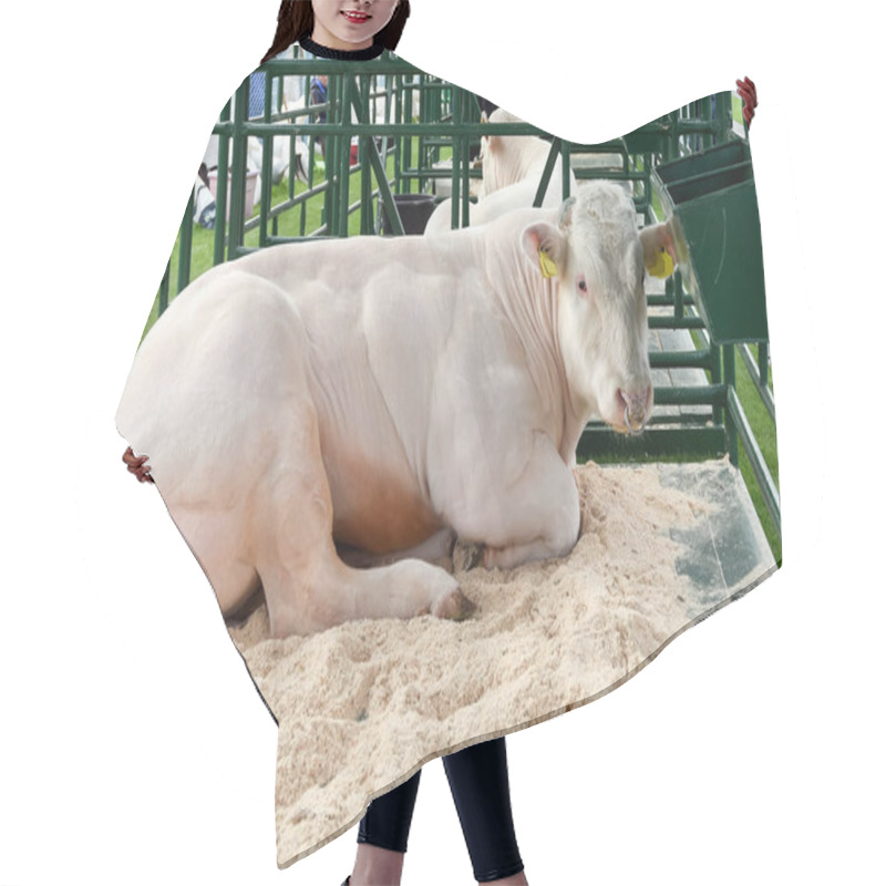 Personality  Bull Of Breed Belgian Blue, Resting In A Stall At An Agriculture Exhibition Hair Cutting Cape