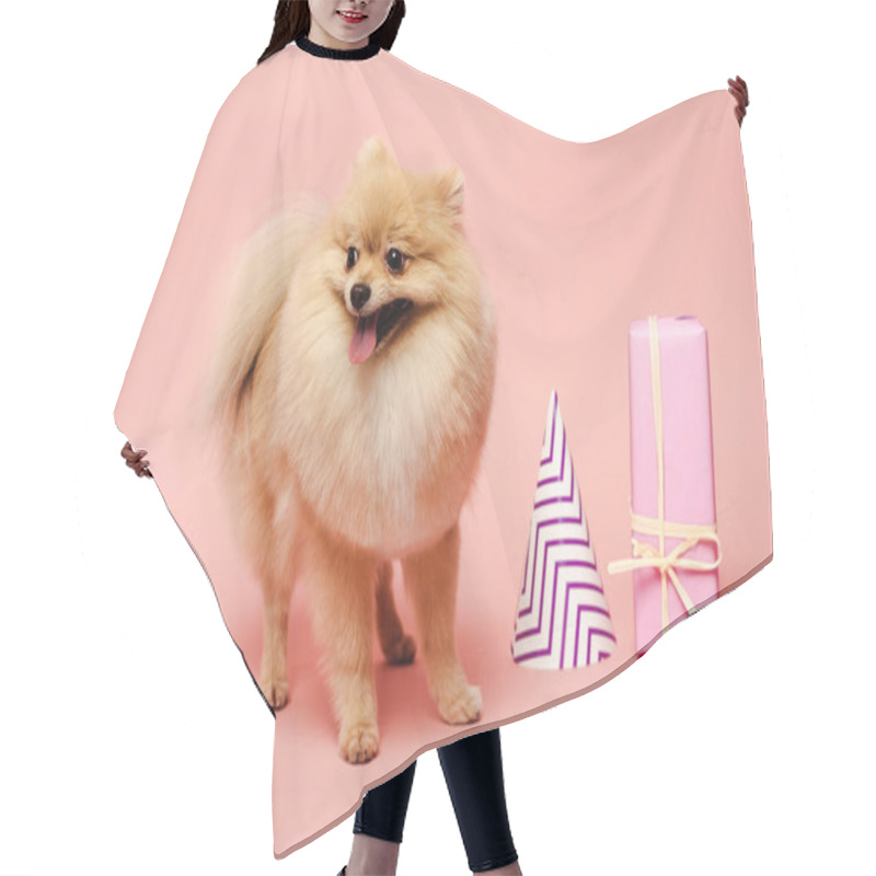 Personality  Cute Pomeranian Spitz Dog Standing Near Party Cone And Birthday Gift On Pink Hair Cutting Cape