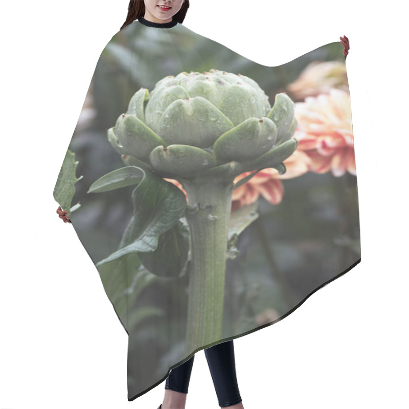 Personality  Side View Of Artichoke Or Cynara Cardunculus After Rain Hair Cutting Cape