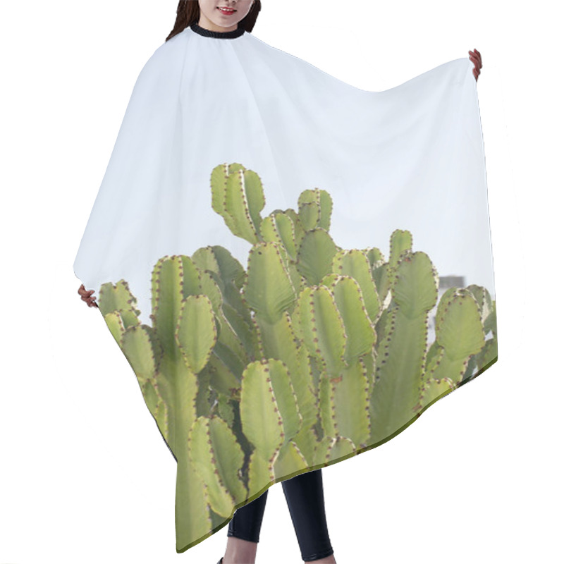 Personality  Large Cactus From Cyprus Hair Cutting Cape