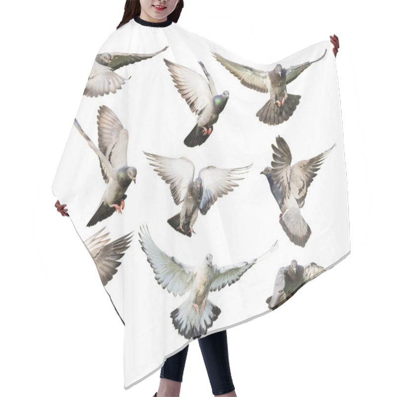 Personality  Different Actions Of Flying Pigeon Hair Cutting Cape