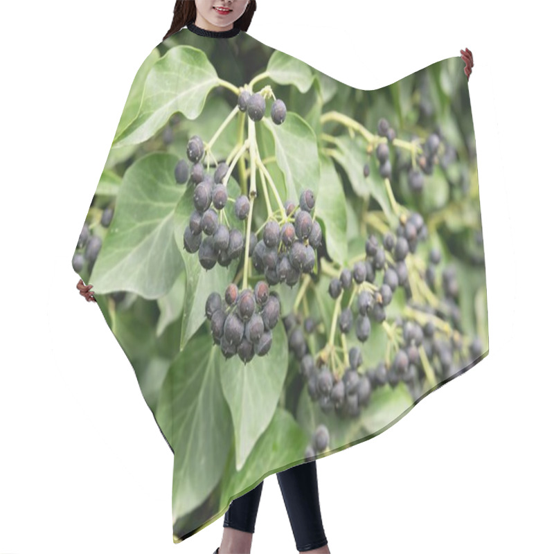 Personality   Wild Ivy With Seeds And Ripe Fruits Hair Cutting Cape