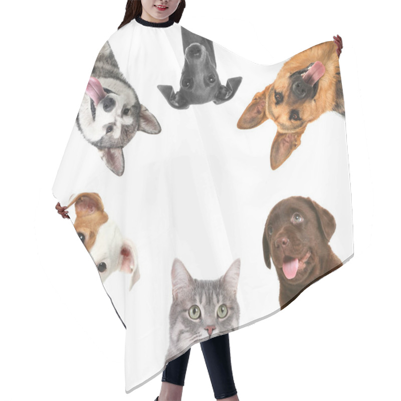 Personality  Set With Different Cute Pets On White Background Hair Cutting Cape