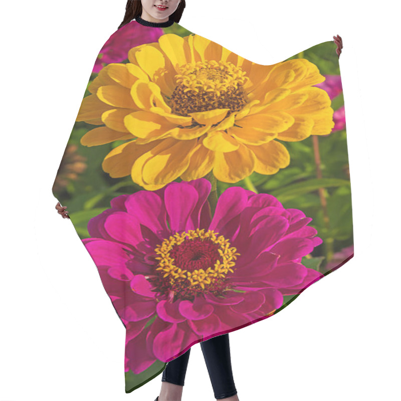 Personality  Magenta And Yellow Zinnia Flower On A Background Of Green Leaves Close-up. Vertical Orientation Hair Cutting Cape