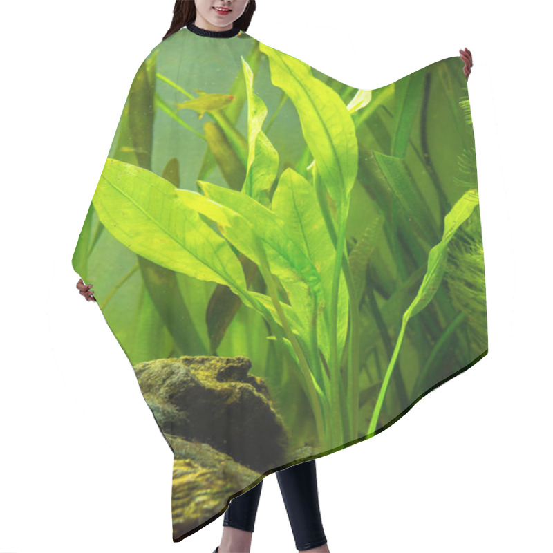 Personality  Amazon Sword Plant (Echinodorus Amazonicus) On A Fish Tank Hair Cutting Cape