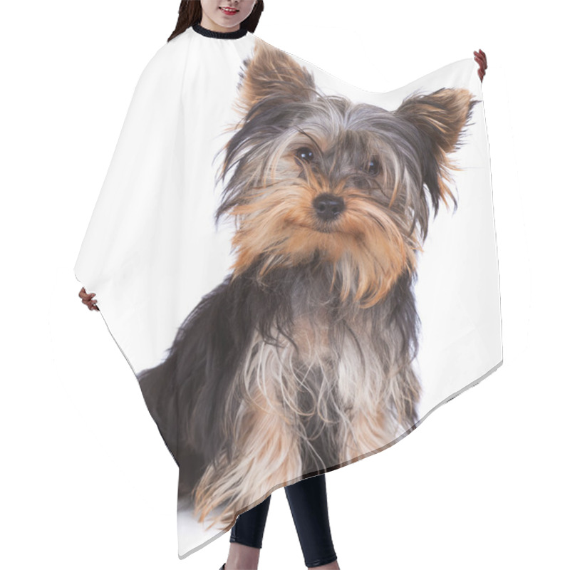 Personality  Yorkshire Terrier Looking At The Camera In A Head Shot, Against A White Background Hair Cutting Cape