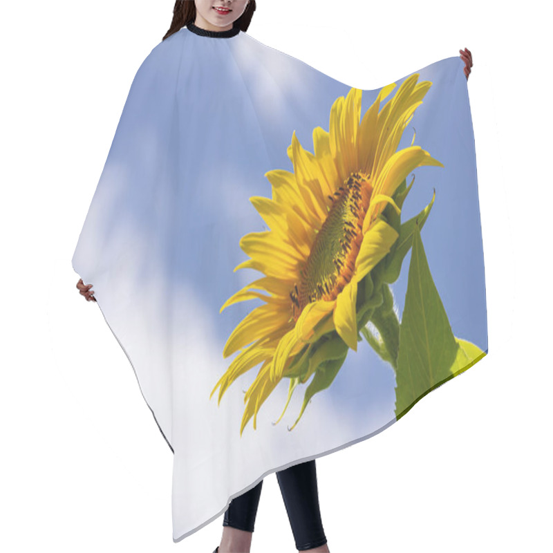 Personality  Sunflower With Blue Sky Background. Hair Cutting Cape