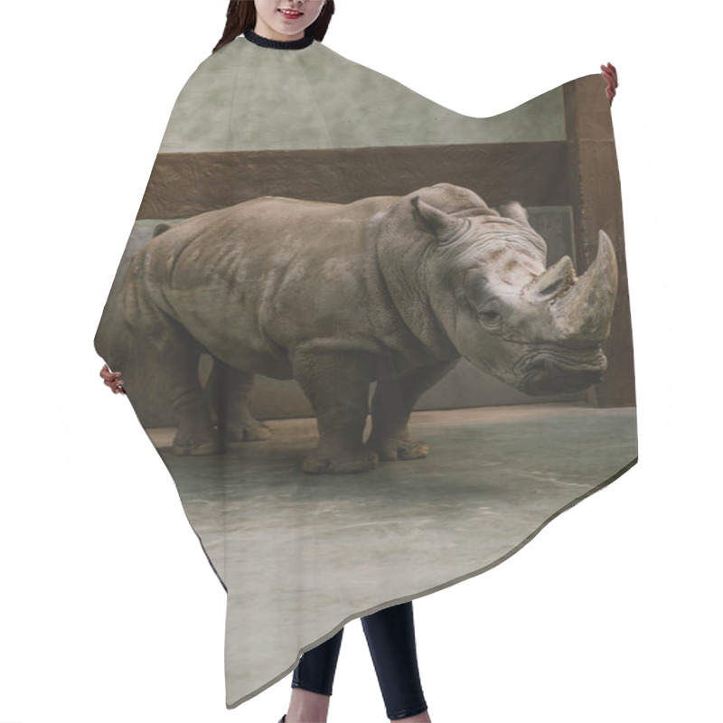 Personality  Front View Of Endangered White Rhino Standing At Zoo  Hair Cutting Cape