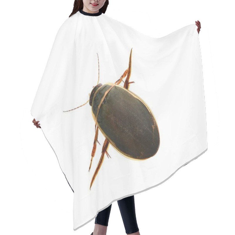 Personality  The Great Diving Beetle (Dytiscus Marginalis) Isolated On A White Background. Hair Cutting Cape