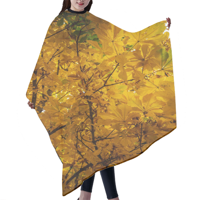 Personality  A Dense Assembly Of Chestnut Leaves In Their Autumnal Hues. Sunlight Filters Through The Canopy, Illuminating The Leaves With A Vibrant Golden-yellow, Accentuating Their Delicate Veins And Edges Hair Cutting Cape