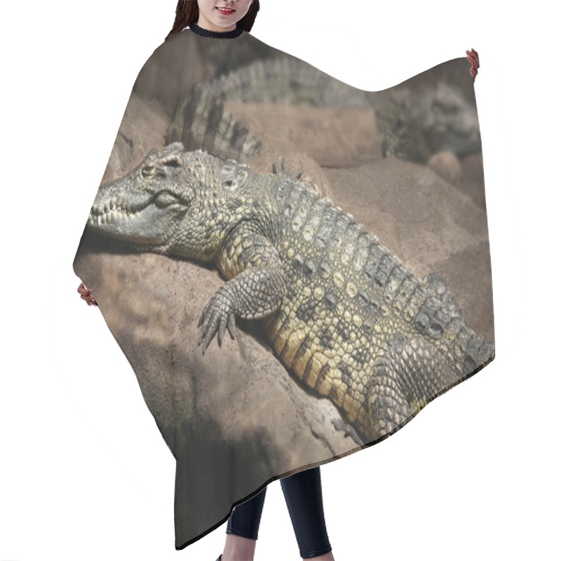 Personality  Crocodile In A Zoo Hair Cutting Cape