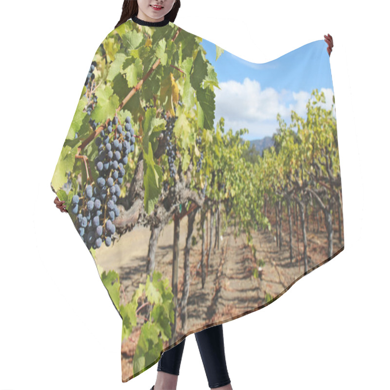 Personality  Grapes On The Vine In The Napa Valley Of California Hair Cutting Cape