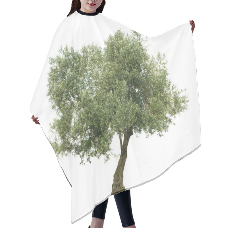 Personality  Olive Tree Isolated On White Background Hair Cutting Cape