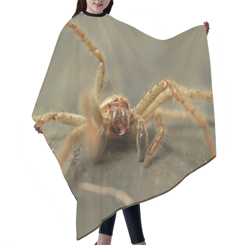 Personality  Australian Huntsman Spider Hair Cutting Cape