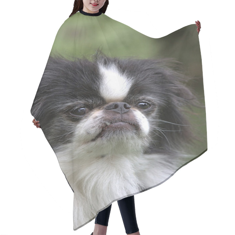 Personality  Japanese Chin - 5 Hair Cutting Cape