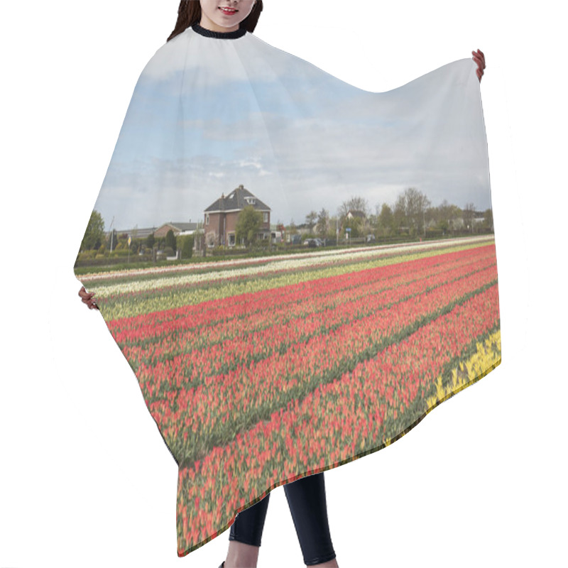 Personality  Tulip Fields In The Bollenstreek Hair Cutting Cape