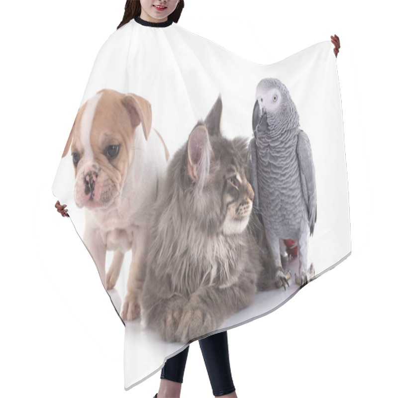 Personality  Maine Coon Kittenn Parrot And French Bulldog In Front Of White Background Hair Cutting Cape