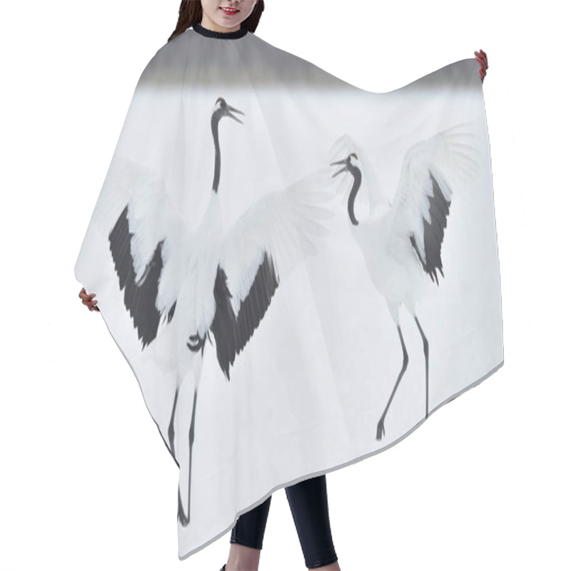 Personality  Dancing Cranes. The Ritual Marriage Dance Of Cranes. The Red-crowned Cranes. Scientific Name: Grus Japonensis, Also Called The Japanese Crane Or Manchurian Crane, Is A Large East Asian Crane. Hair Cutting Cape