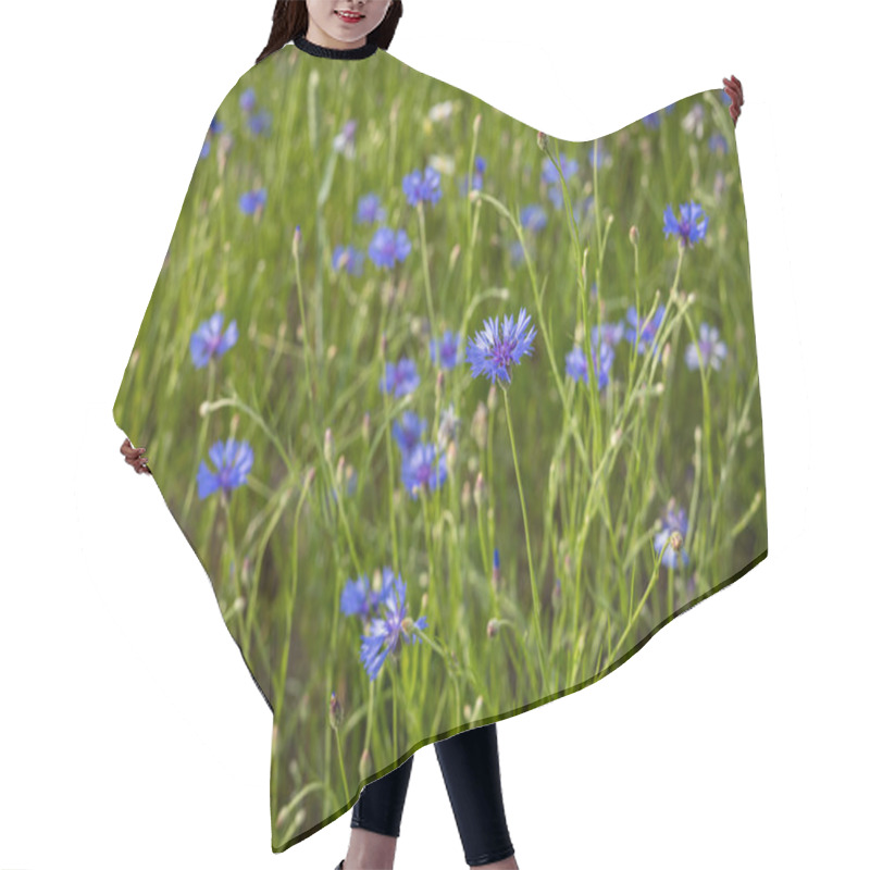 Personality  Blooming Blue Cornflowers In A Lush Green Meadow On A Sunny Summer Day. Wildflowers, Natural Beauty And Rural Landscapes With Vibrant Floral Colors Under Soft Sunlight In A Tranquil Field Hair Cutting Cape