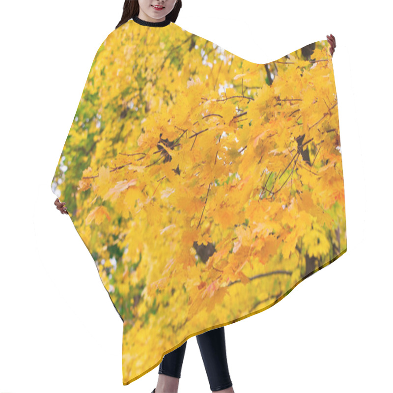 Personality  Landscape Autumn Rays Of The Sun / Beautiful Landscape Nature Of, Yellow Forest And Sun. Hair Cutting Cape