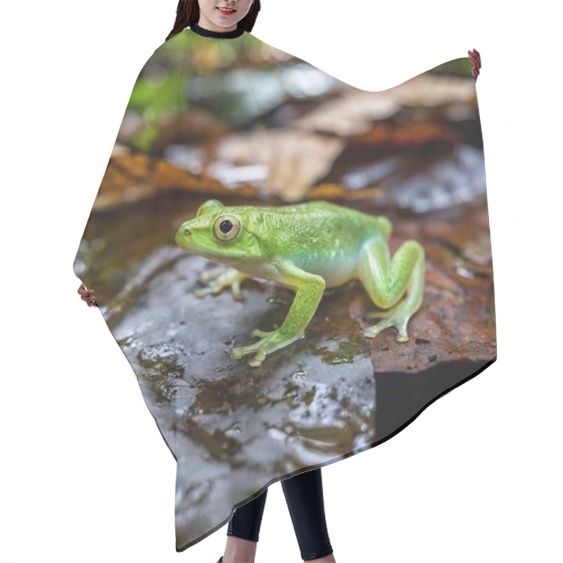 Personality  Macro Shot Of A Green Frog In A Misty Rainforest Setting Hair Cutting Cape